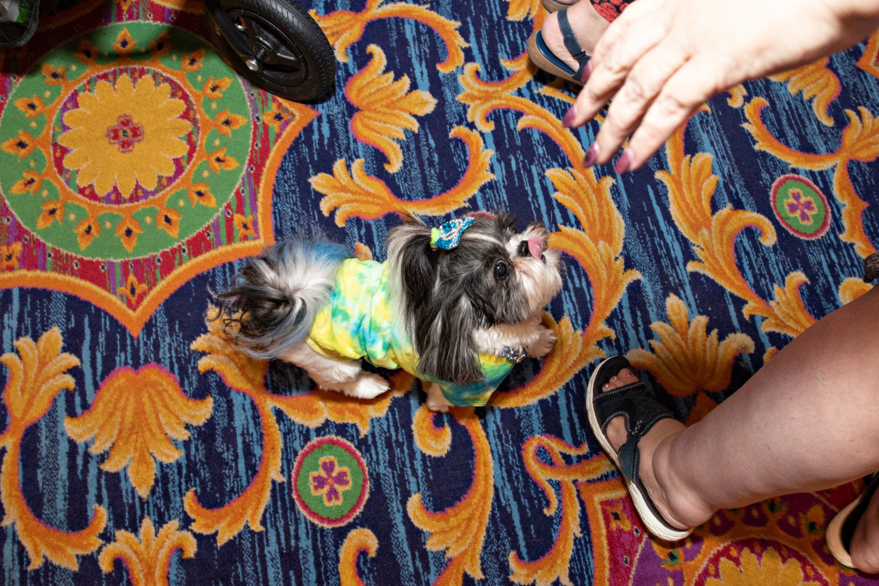 080419_nws_woofstock